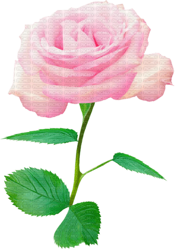 Rose.Pink - Free PNG