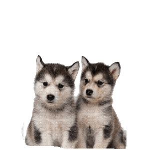 dogs - 免费PNG