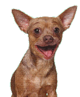 aze chien marron - Nemokamas animacinis gif