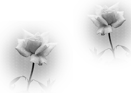 blommor--grå---flowers-gray - бесплатно png