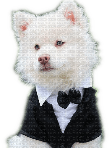 Rena Hund Dog Hochzeit - png ฟรี