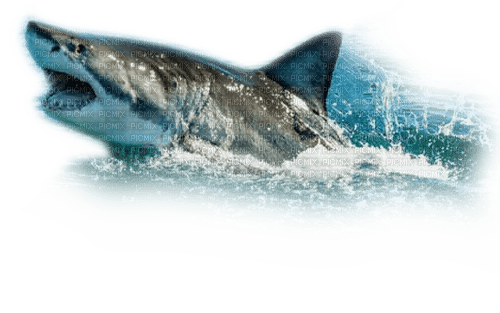 Rena Hai Fisch Meer - png gratuito