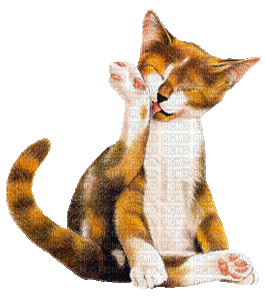 cat chat katze animal animals  gif  anime animated animation tube mignon - GIF animate gratis