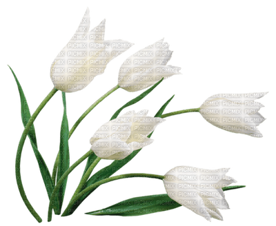tulipán - бесплатно png