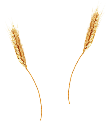 Plants.wheat.Blé.plante.Victoriabea - 免费PNG