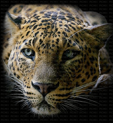 jaguar bp - Безплатен анимиран GIF