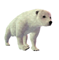 bear - GIF animado gratis