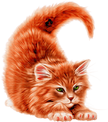 Kitten.Orange.White - darmowe png