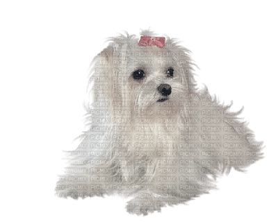 patymirabelle chien - δωρεάν png
