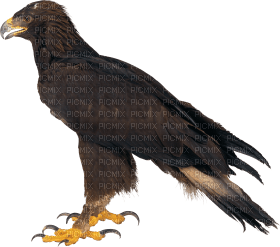 Kaz_Creations Eagle Bird - бесплатно png
