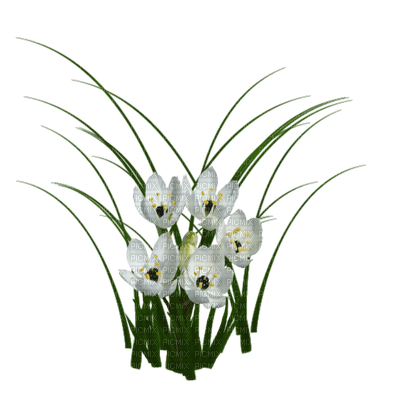 flowers katrin - bezmaksas png