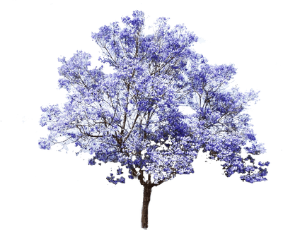arbre - безплатен png