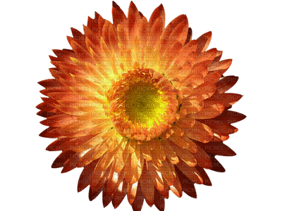 Sunflower fleur - besplatni png