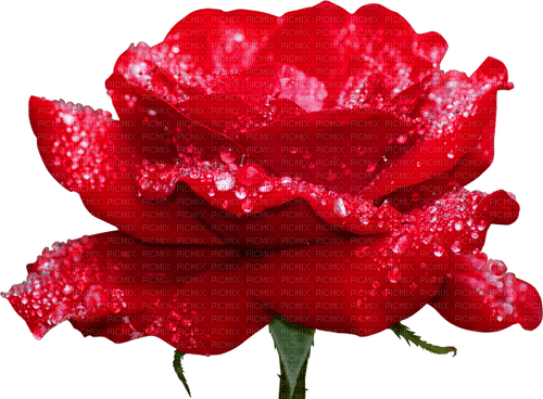 Red Rose - gratis png