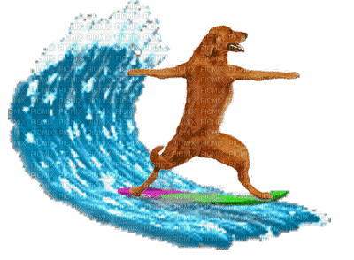 surfer bp - Gratis animeret GIF