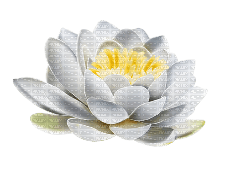 white lotus flower Bb2 - PNG gratuit