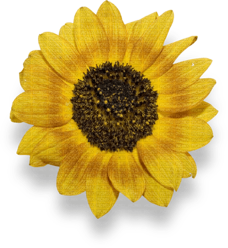 flower autumn sunflower kikkapink - PNG gratuit