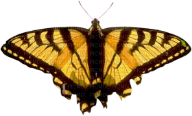 Kaz_Creations Butterfly - besplatni png