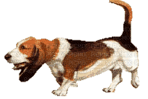 Chien.Dog.Victoriabea - Bezmaksas animēts GIF