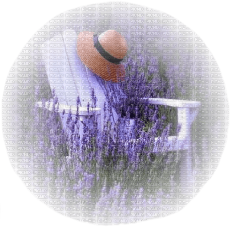 violet purple flowers field sunshine3 - png ฟรี