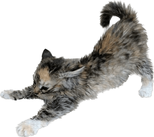 kitty stretch - nemokama png
