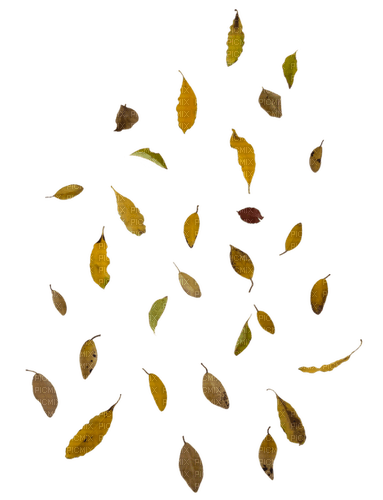 ✶ Leaves {by Merishy} ✶ - png gratis