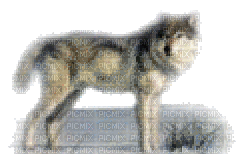 az loup wolf animaux animal - Bezmaksas animēts GIF