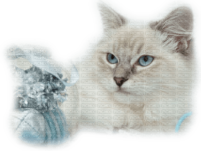 Kaz_Creations Animals Animal Cats Cat Kitten - бесплатно png