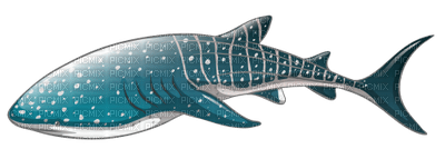 whale shark - Free PNG