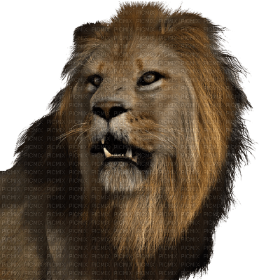 patymirabelle animaux lions - gratis png