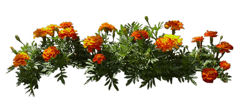 kikkapink flowers orange border - безплатен png