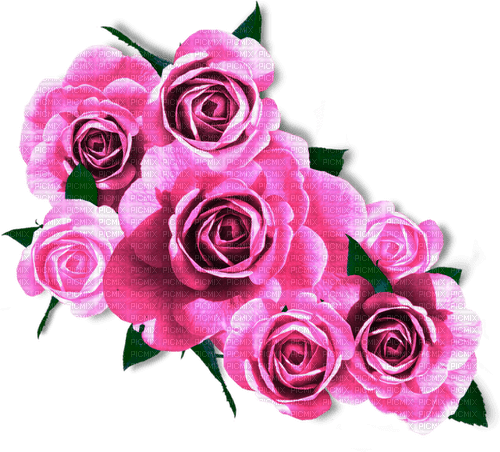 Roses.Pink - Free PNG