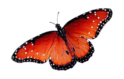 Kaz_Creations Butterflies Butterfly - png ฟรี