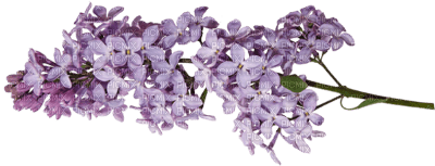 minou-flowers-purple - PNG gratuit