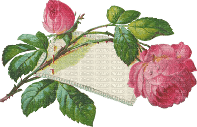 rose  rose.Cheyenne63 - Free PNG