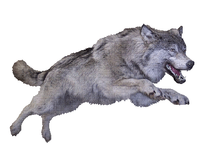 wolf gif (created with gimp) - Zdarma animovaný GIF