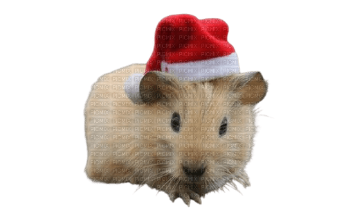 guinea pig x-mas - ücretsiz png