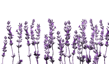 soave deco lavender flowers animated purple