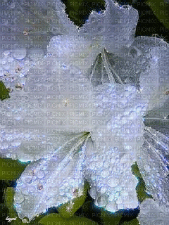 MMarcia gif flores fleur branca fundo - GIF animado gratis