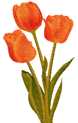 orange tulips - Бесплатни анимирани ГИФ
