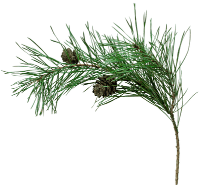 christmas-fir twig-gran kvist-deco-minou52 - PNG gratuit