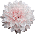 blomma-rosa----flower-pink - Free PNG