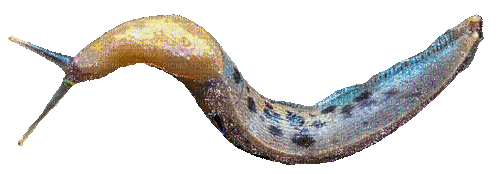 banana slug - Animovaný GIF zadarmo
