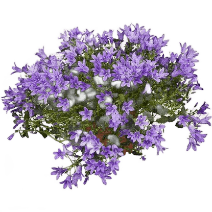 flower plant - darmowe png