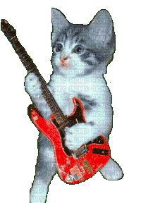 cat on guitar - GIF animasi gratis