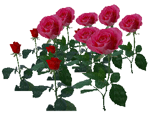 piros rózsa - GIF animé gratuit