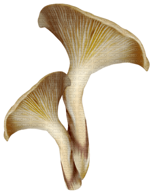 Kaz_Creations Deco Mushrooms - png gratuito