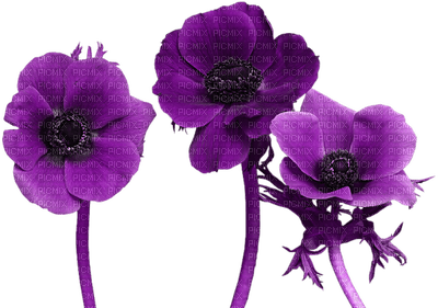 Kaz_Creations Deco Flowers Flower Colours - zadarmo png