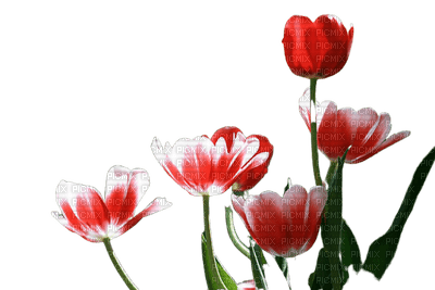 flower,tulip - zdarma png