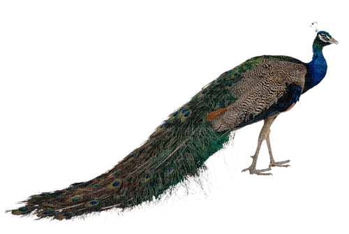 Peacock - безплатен png